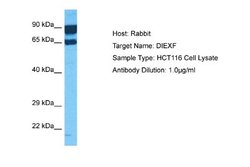 DIEXF Rabbit anti-Human, Polyclonal, Novus Biologicals 0.1ml; Unconjugated:Antibodies,